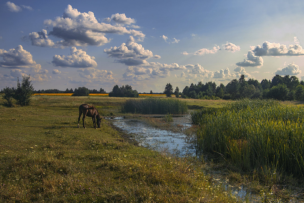 Фотографія - Надвечір буває золоті хмарки плинуть, а світ навкруги - світиться. - Бу-у-ва-а-є... / Юрій Максименко / photographers.ua
