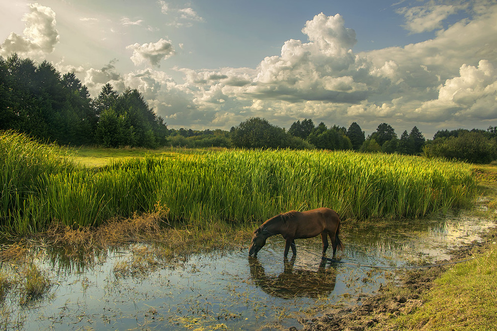 Фотографія Біля води добре і тваринам, і рослинам у полях край села. / Юрій Максименко / photographers.ua