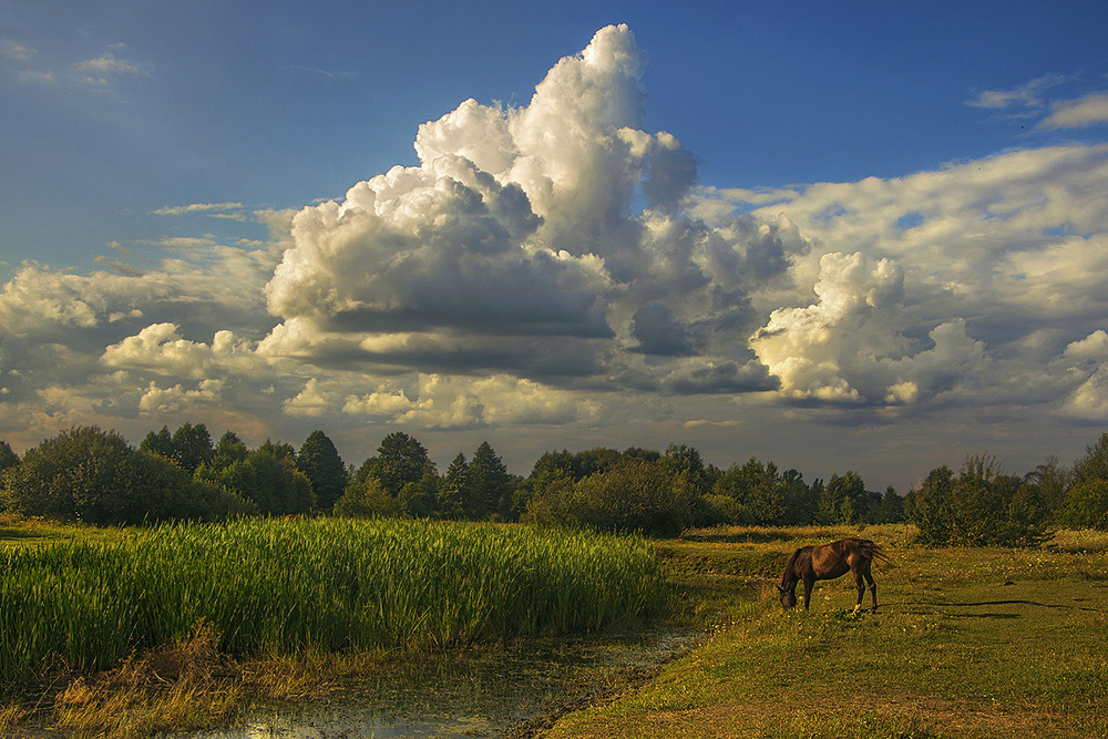 Фотографія "Глянь, моя дитино, через Україну, через нашу хату вже качки летять". / Юрій Максименко / photographers.ua