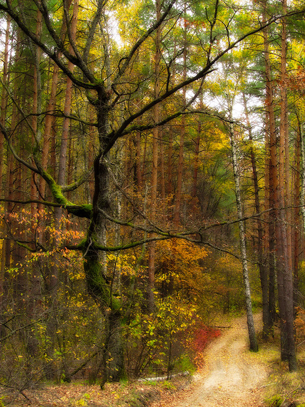 Фотографія Пейзаж / александр  горенко / photographers.ua