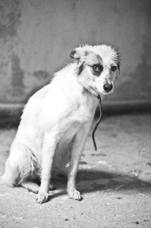 Фотографія портрет собаки 2 / Мишко / photographers.ua