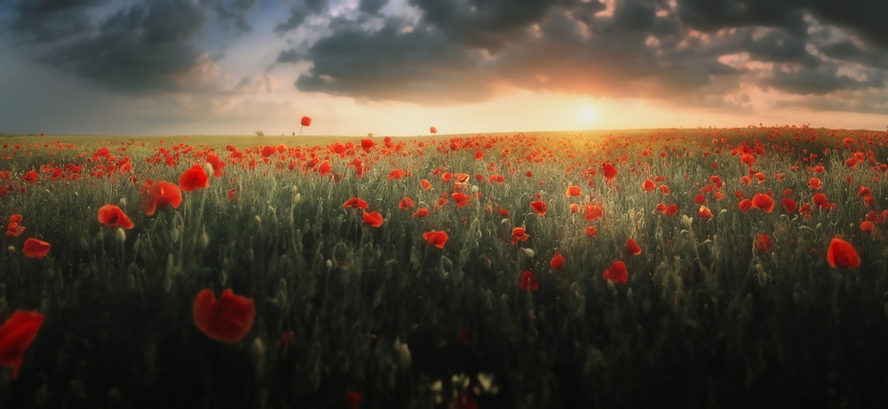 Фотографія Макопанорама 2 / Иван Каленик / photographers.ua