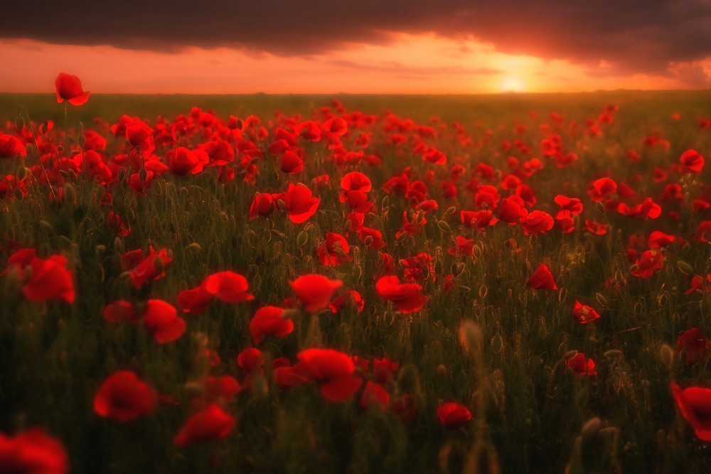 Фотографія Макофото 4 / Иван Каленик / photographers.ua