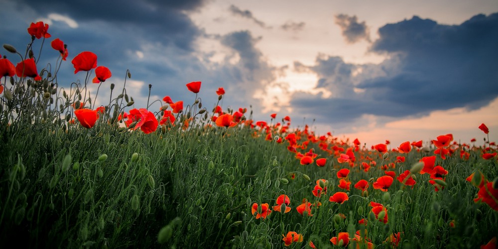 Фотографія Макофото / Иван Каленик / photographers.ua