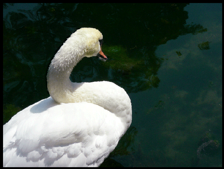 Фотографія Разное / Ольга Терлецкая / photographers.ua