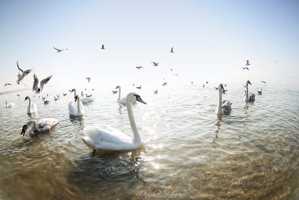 Фотографія Лебединое Озеро / Elizabeth Shchepina / photographers.ua