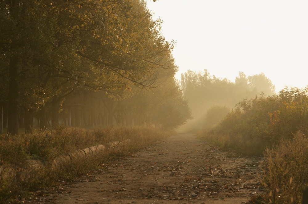 Фотографія Туманное утро / Дмитрий Евстратов / photographers.ua