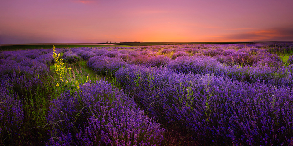 Фотографія Lavender after sunset / Albena Markova / photographers.ua