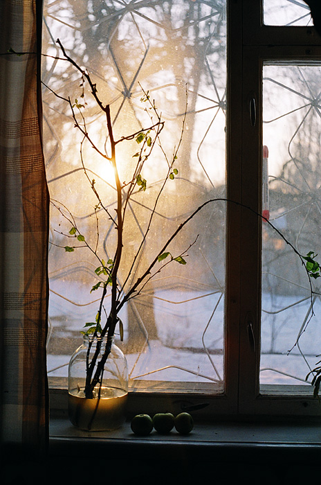 Фотографія Naturemort with branches and tree apples at the window / Julia Fetisova / photographers.ua