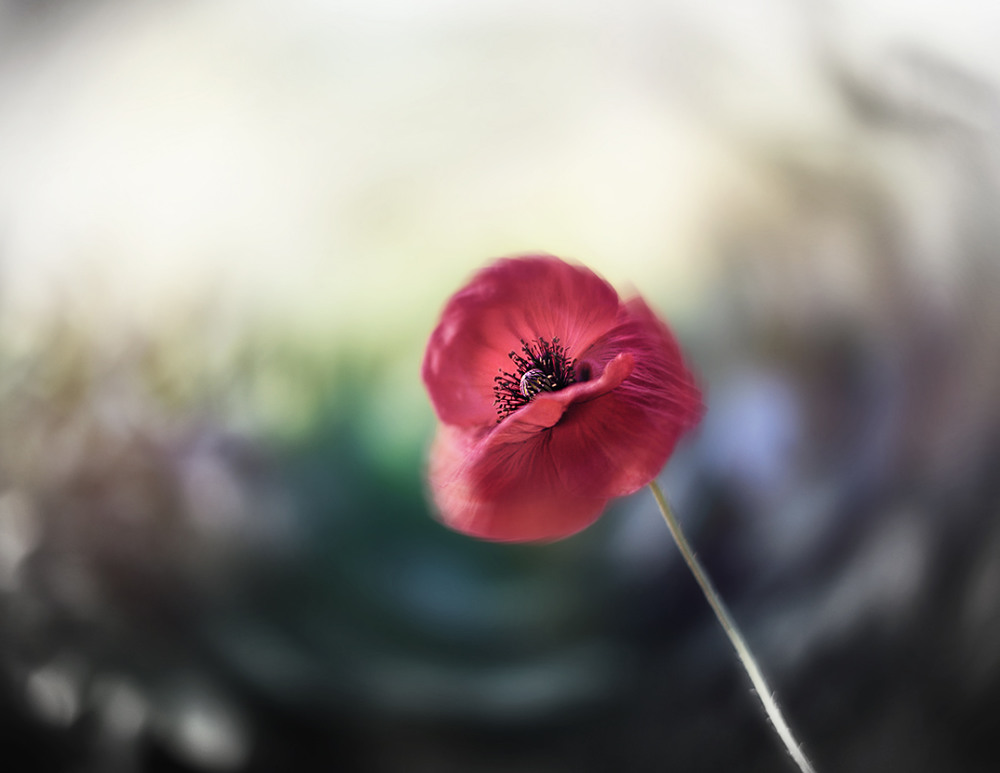 Фотографія Одиночество / Antrisolja / photographers.ua