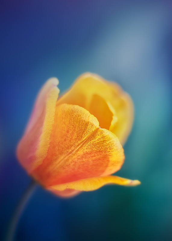 Фотографія Цветок из Солнечной системы / Antrisolja / photographers.ua