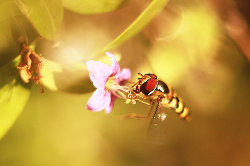 Фотографія honey gold / K.Homenko / photographers.ua