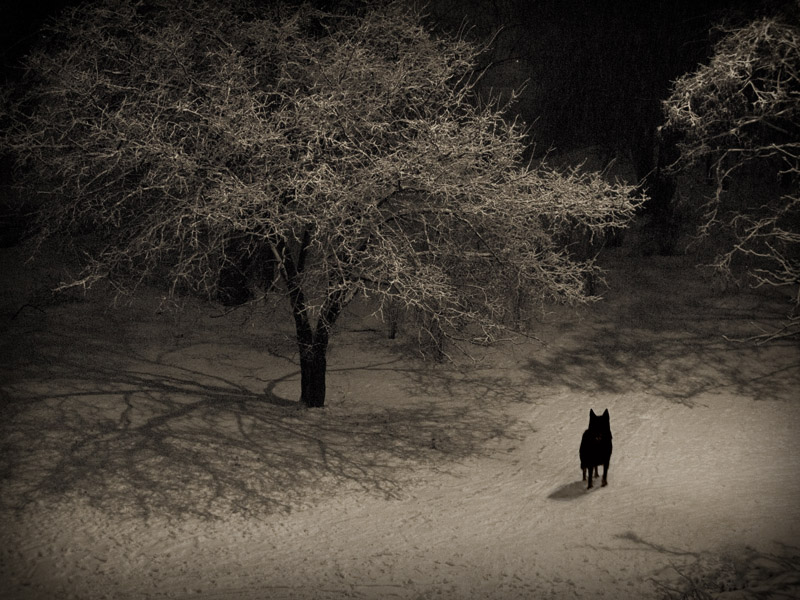 Фотографія Волк. Зима. И сказка / K.Homenko / photographers.ua