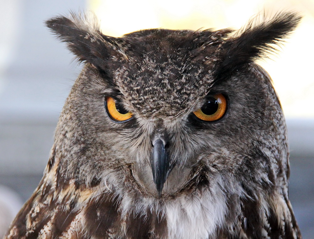 Фотографія А погляд як у орла! / Юрий Эбер / photographers.ua