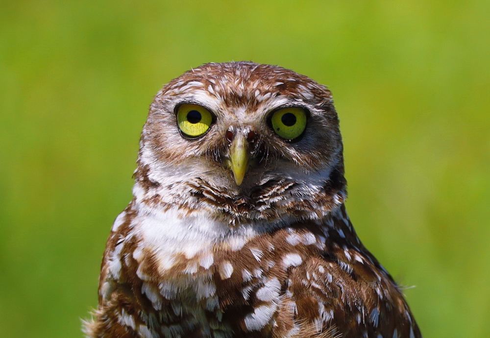 Фотографія Животные / Юрий Эбер / photographers.ua
