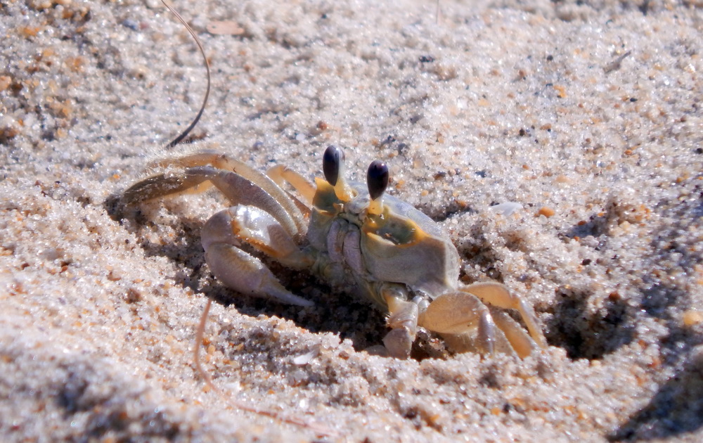 Фотографія Животные / Юрий Эбер / photographers.ua