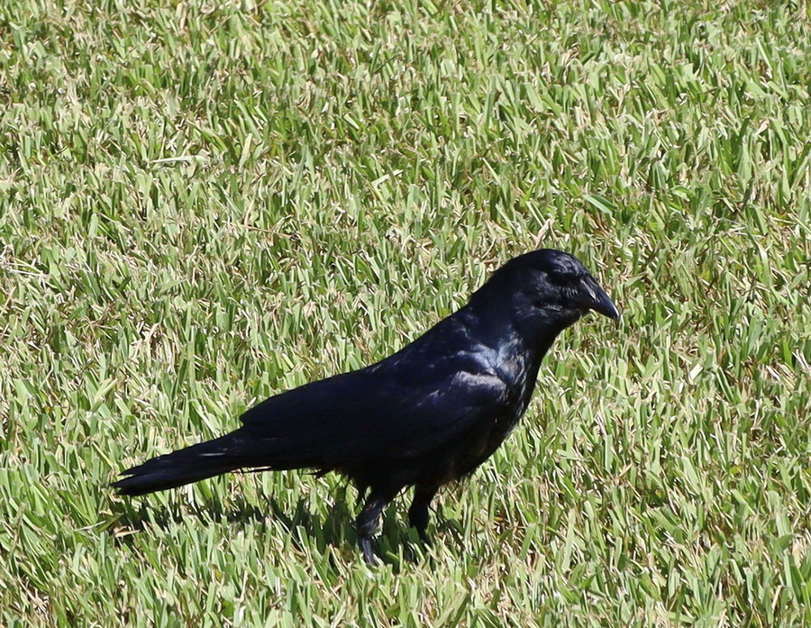 Фотографія Американська ворона (American Crow, Corvus brachyrhynchos) / Юрий Эбер / photographers.ua