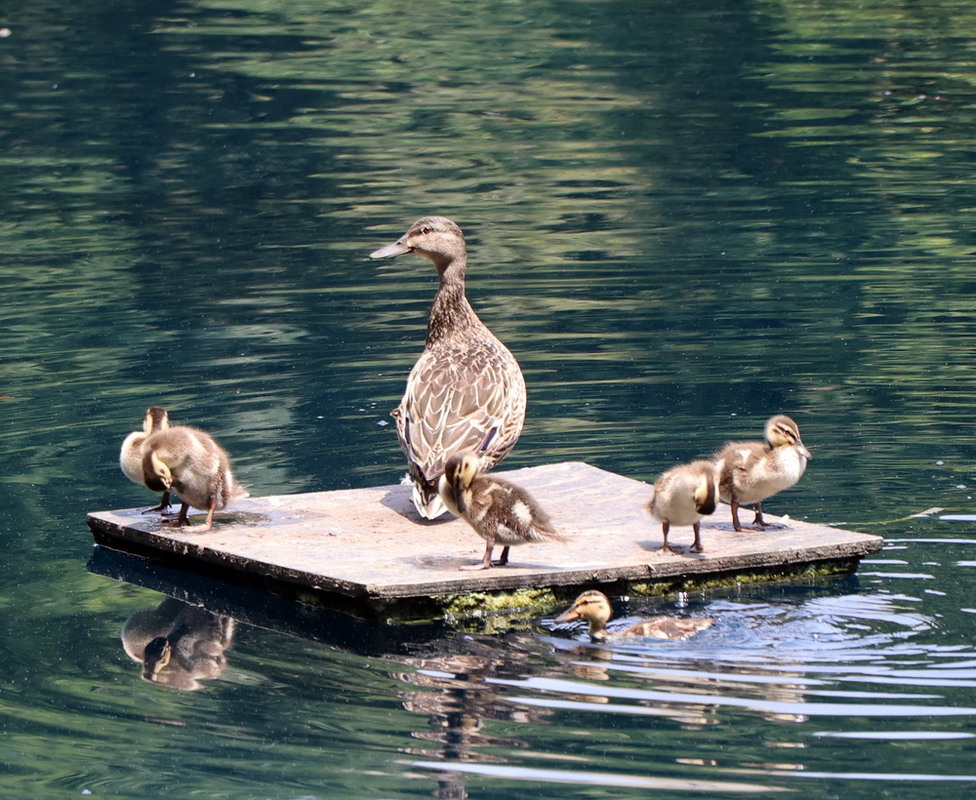 Фотографія Животные / Юрий Эбер / photographers.ua