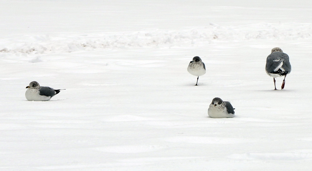 Фотографія Берег Атлантичного океану. Несподіваний сніг / Юрий Эбер / photographers.ua