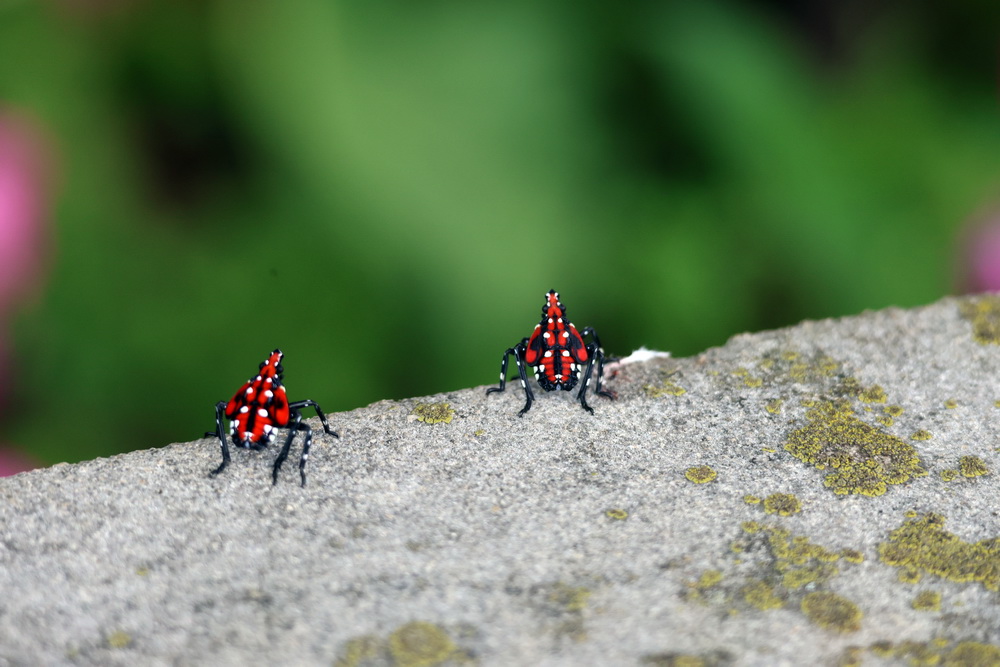 Фотографія На краю прірви / Юрий Эбер / photographers.ua