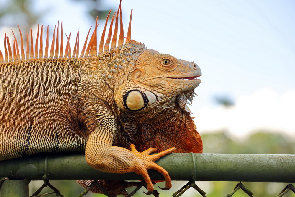 Фотографія Ігуана на огорожі тенісного корту. Коста-Ріка / Юрий Эбер / photographers.ua