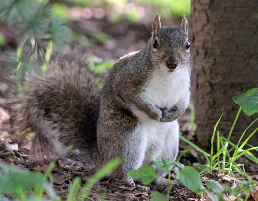 Фотографія Животные / Юрий Эбер / photographers.ua