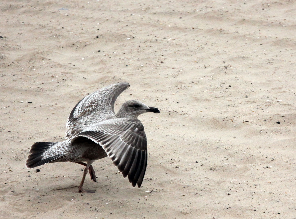 Фотографія Осіннє па-де-де / Юрий Эбер / photographers.ua