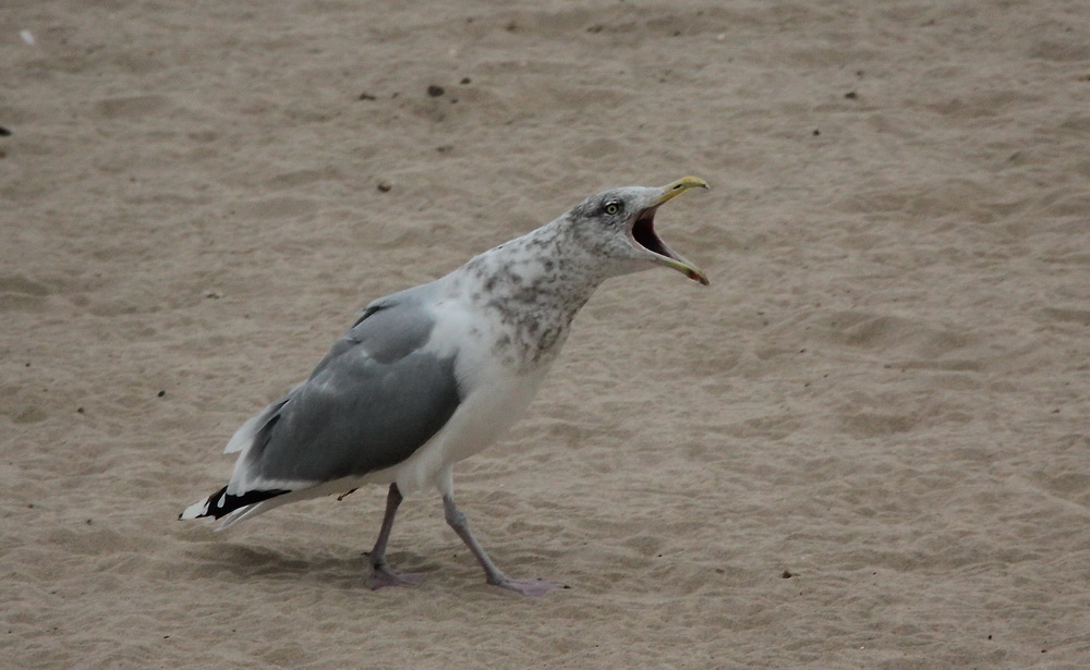 Фотографія Ку-ка-ре-ку! / Юрий Эбер / photographers.ua