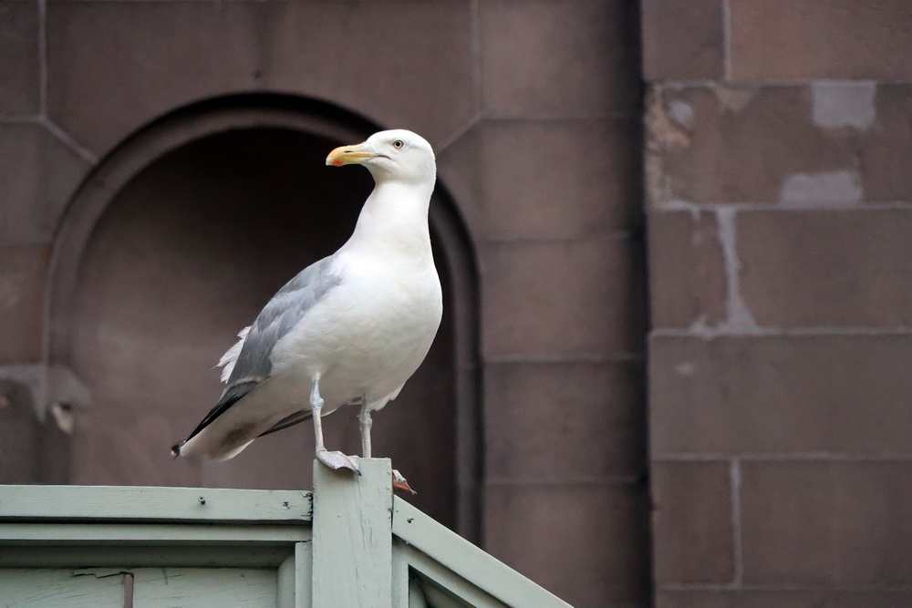 Фотографія Володар Міста / Юрий Эбер / photographers.ua