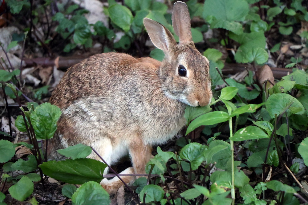 Фотографія Чи не злякався!! / Юрий Эбер / photographers.ua