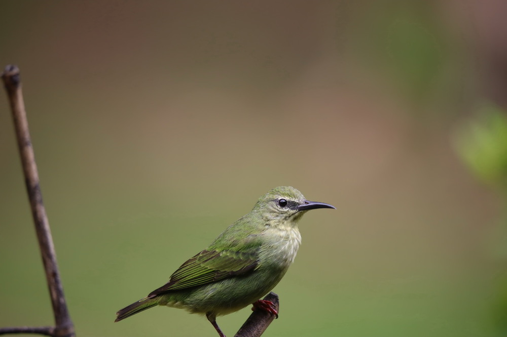 Фотографія Бірюзова танагра-медосос (лат. Cyanerpes cyaneus) - птах із сімейства танагрових (Thraupidae) / Юрий Эбер / photographers.ua
