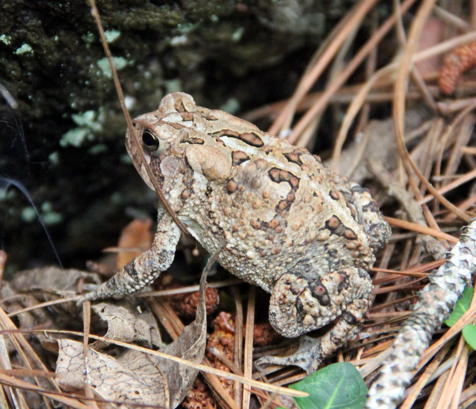 Фотографія Зустріч на болоті у Вірджинії / Юрий Эбер / photographers.ua