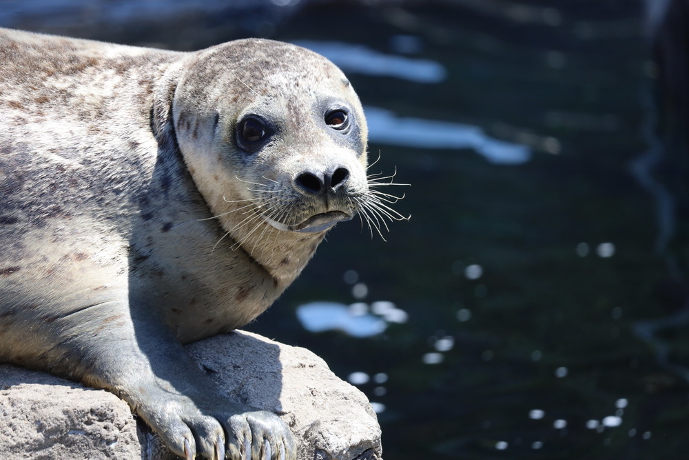 Фотографія Погляд / Юрий Эбер / photographers.ua