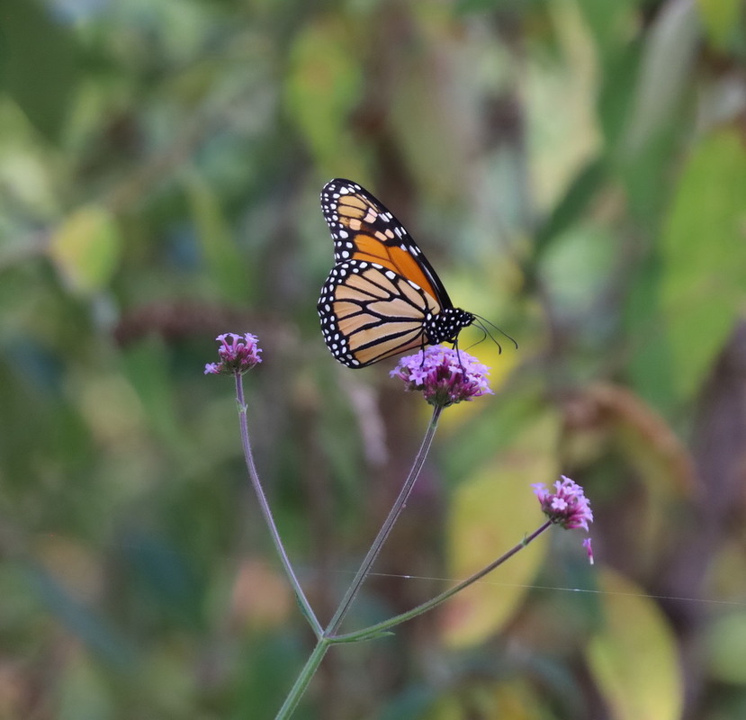 Фотографія Животные / Юрий Эбер / photographers.ua