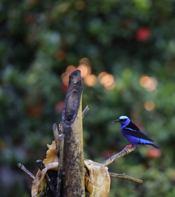 Фотографія Животные / Юрий Эбер / photographers.ua