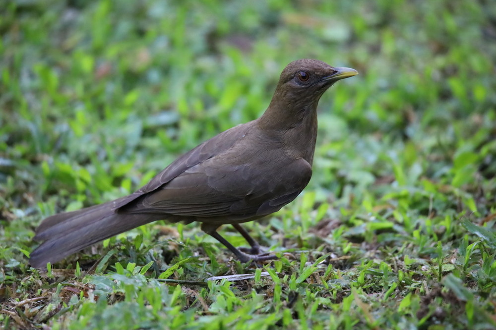Фотографія Глиняний дрізд / Юрий Эбер / photographers.ua