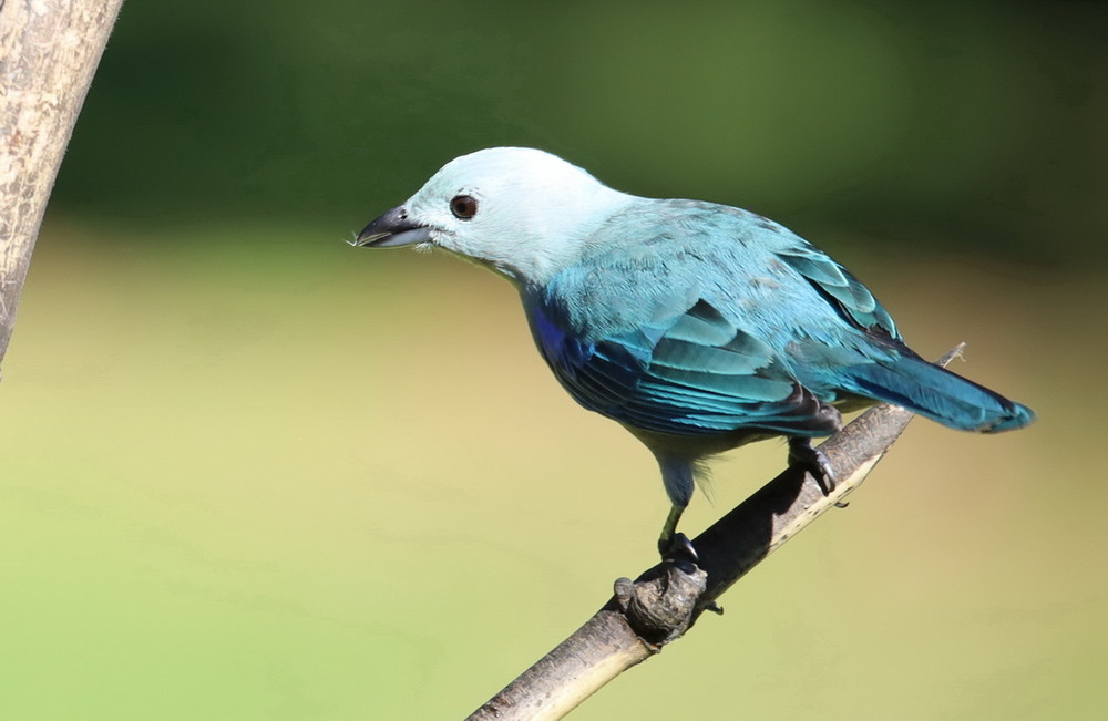 Фотографія Блакитна танагра / Юрий Эбер / photographers.ua