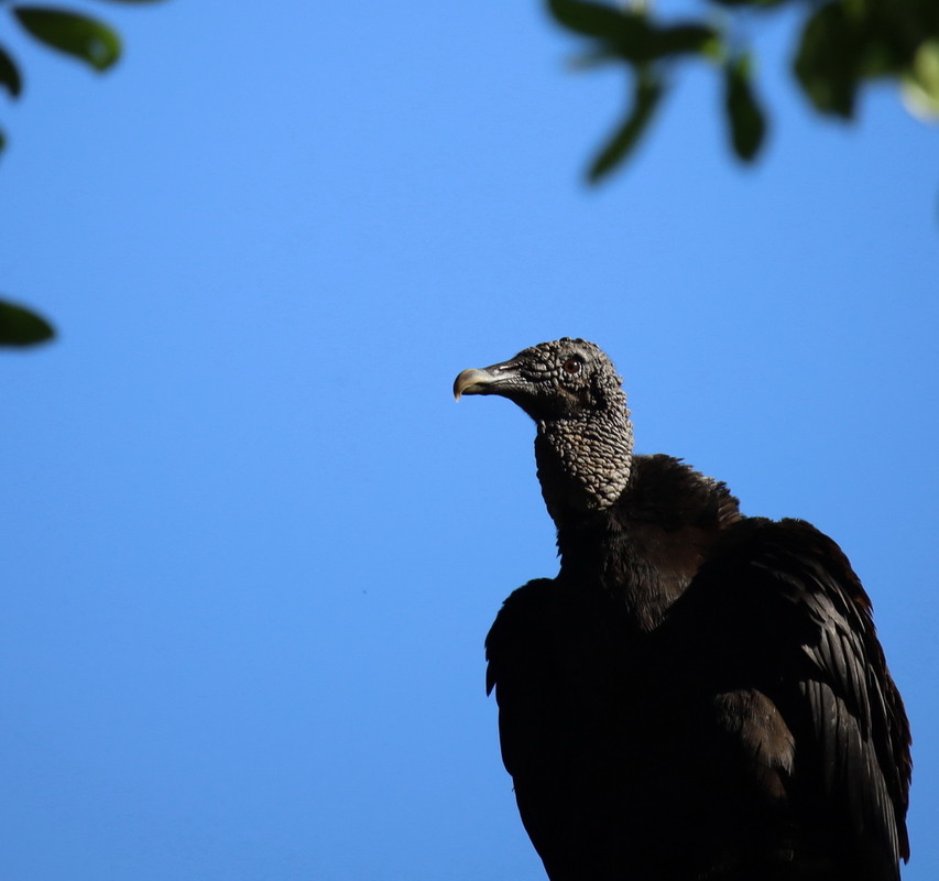 Фотографія Животные / Юрий Эбер / photographers.ua