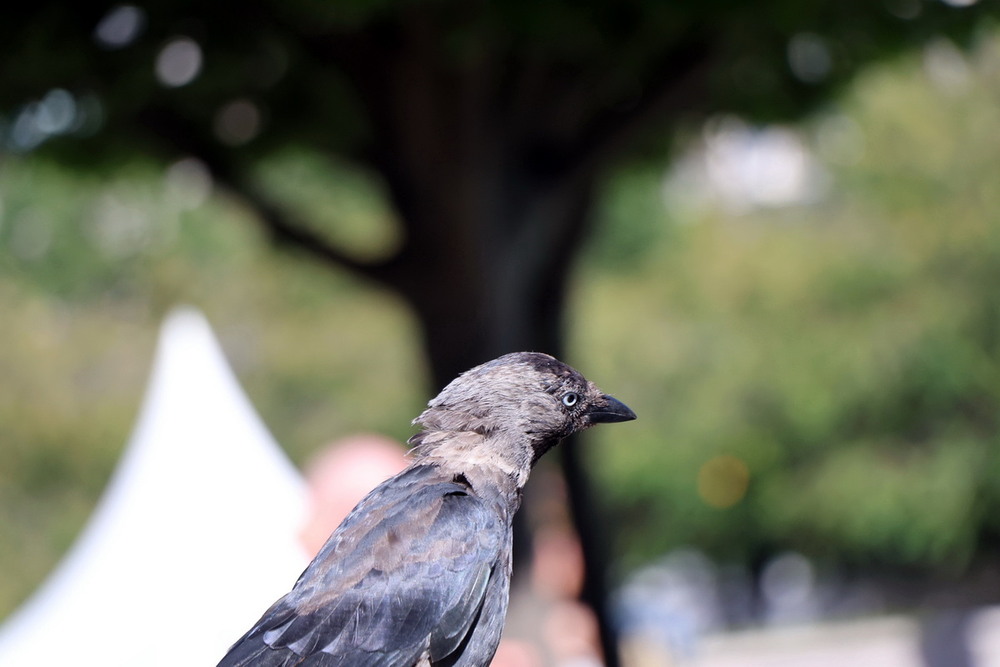 Фотографія Животные / Юрий Эбер / photographers.ua