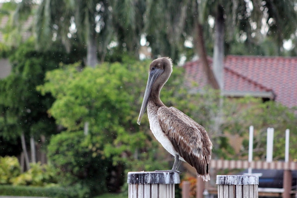 Фотографія На острові Марко у Флориді / Юрий Эбер / photographers.ua