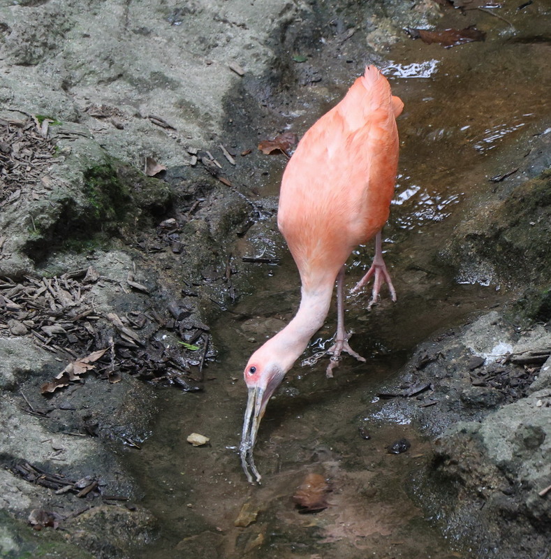Фотографія Животные / Юрий Эбер / photographers.ua