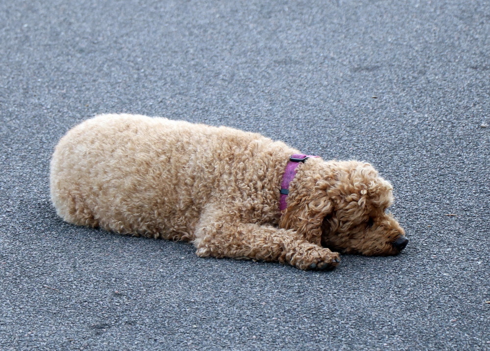 Фотографія Животные / Юрий Эбер / photographers.ua