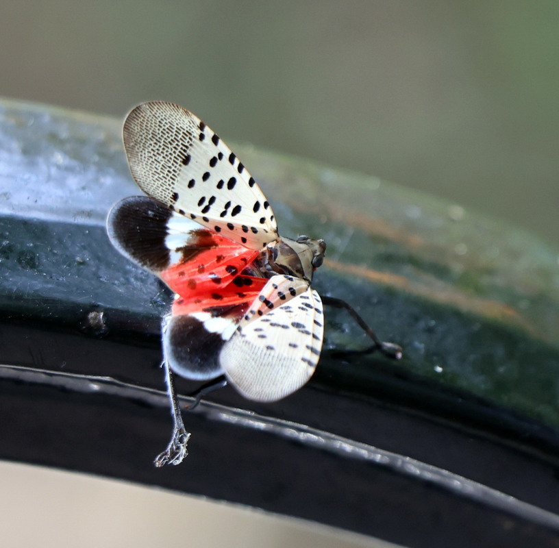 Фотографія Шкідлива комаха / Юрий Эбер / photographers.ua