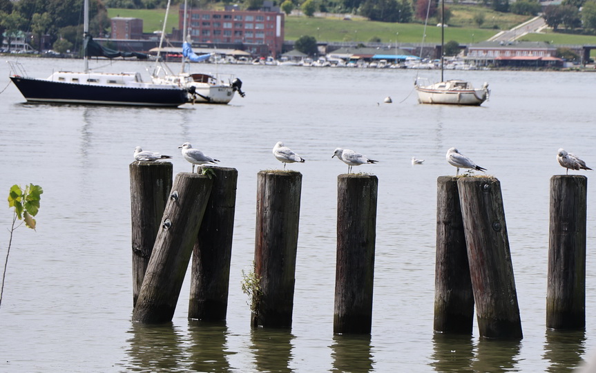 Фотографія Животные / Юрий Эбер / photographers.ua