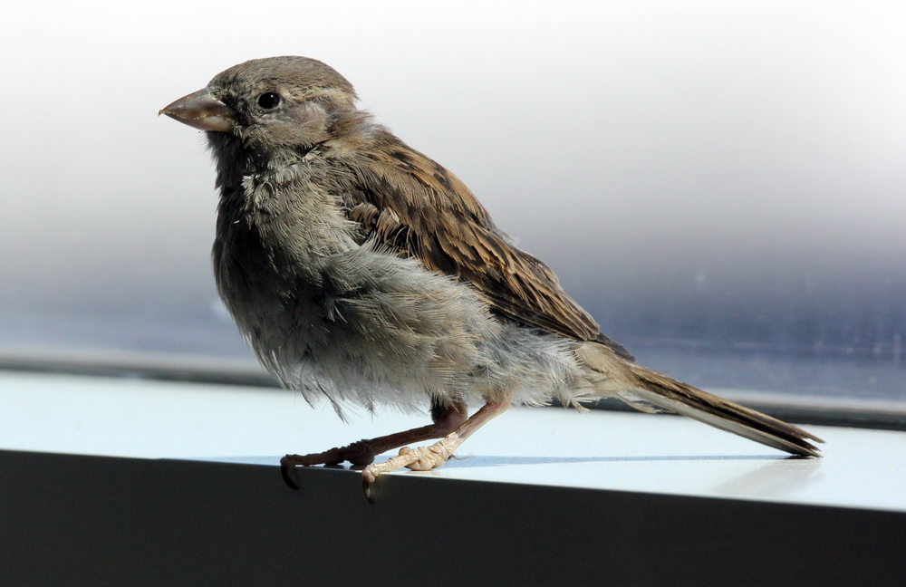 Фотографія Горобець та в Америці горобець! / Юрий Эбер / photographers.ua