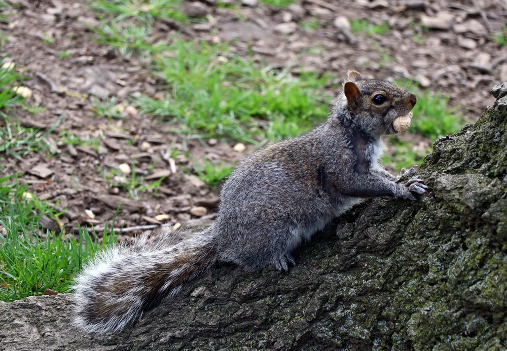 Фотографія Животные / Юрий Эбер / photographers.ua