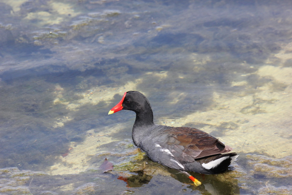 Фотографія Звичайна очеретяня / Юрий Эбер / photographers.ua