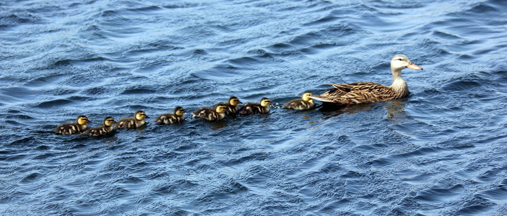 Фотографія Животные / Юрий Эбер / photographers.ua