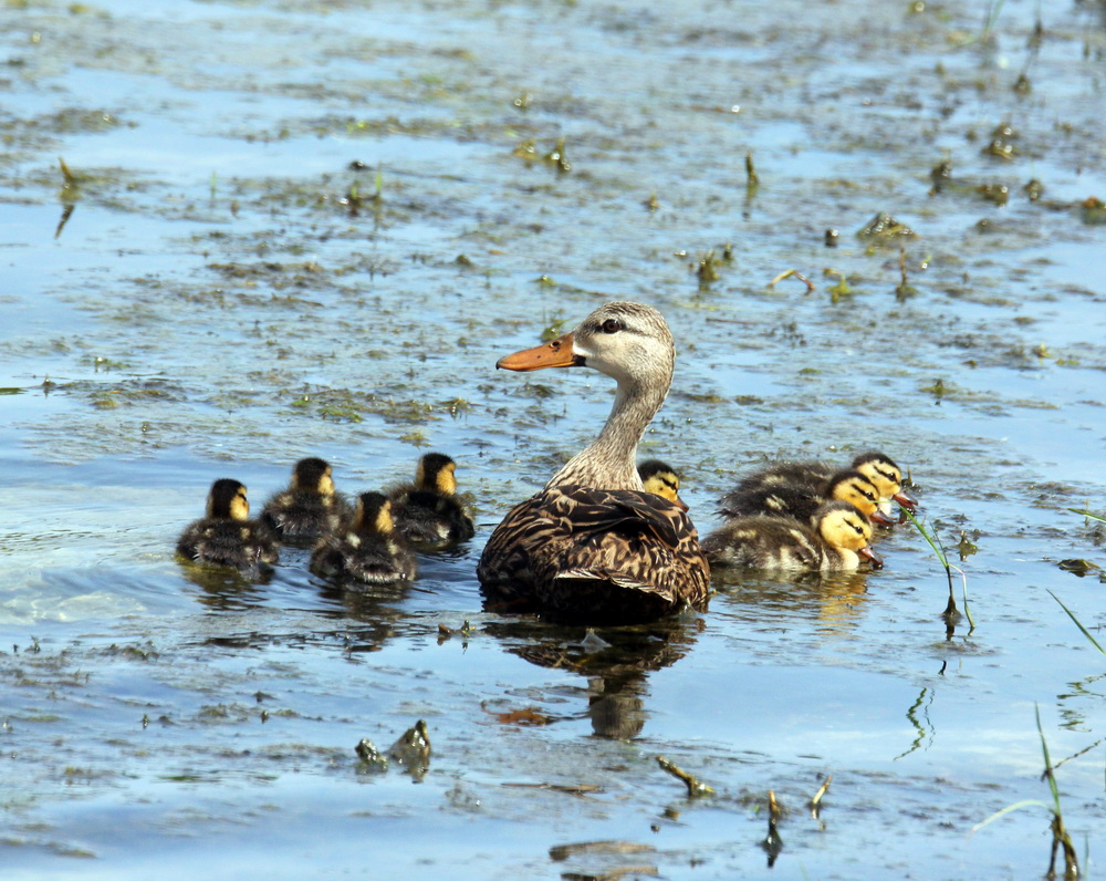 Фотографія Кряква (Anas platyrhynchos), самка з виводком каченят. / Юрий Эбер / photographers.ua