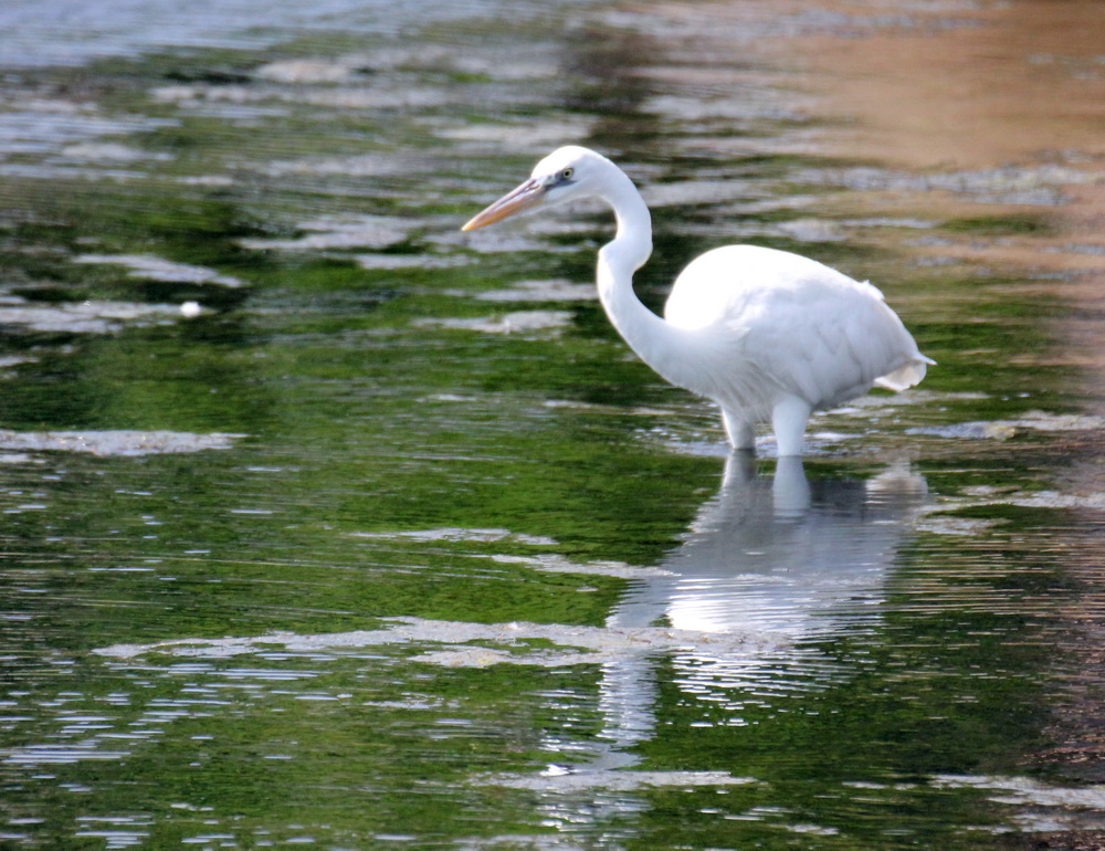 Фотографія Животные / Юрий Эбер / photographers.ua